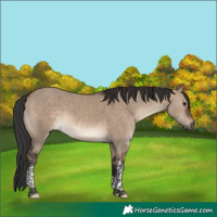 Horse Color:Brown Dun Tobiano