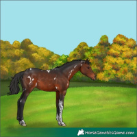 Horse Color:White Spotted Brown Tobiano Rabicano 