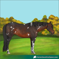 Horse Color:White Spotted Brown Tobiano Rabicano 