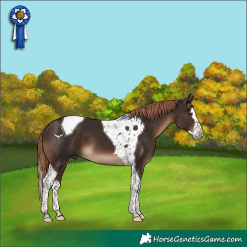 Horse Color:Liver Chestnut Splash Tobiano 