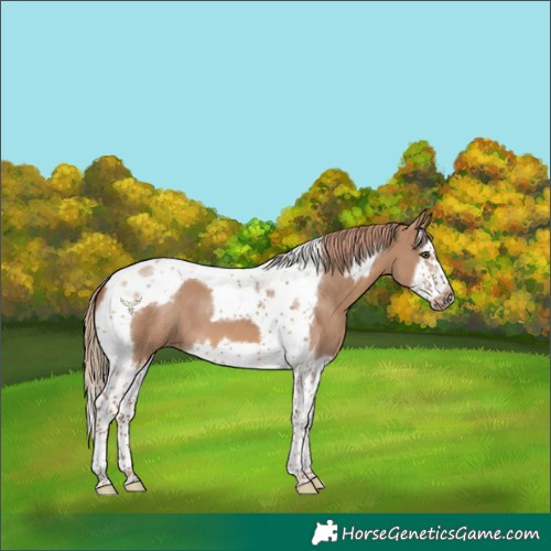 Horse Color:Red Dun Splash Tobiano Frame 