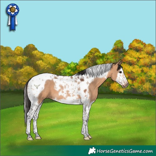 Horse Color:Bay Dun Splash Tobiano Frame 