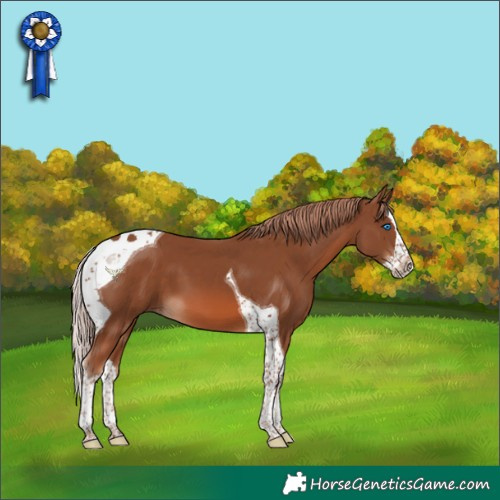 Horse Color:Chestnut Splash Tobiano 