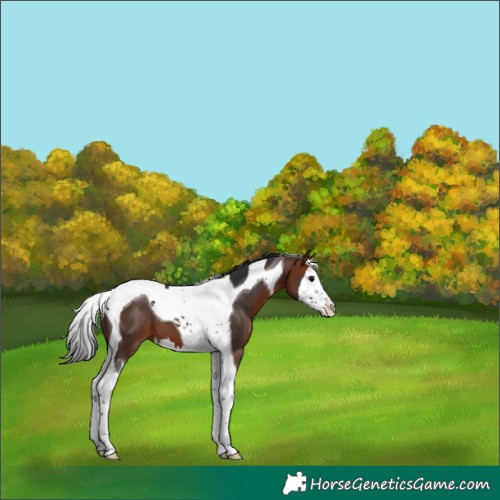 Horse Color:Bay Splash Tobiano 