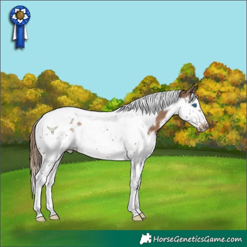 Horse Color:Liver Red Dun Splash Tobiano Frame 