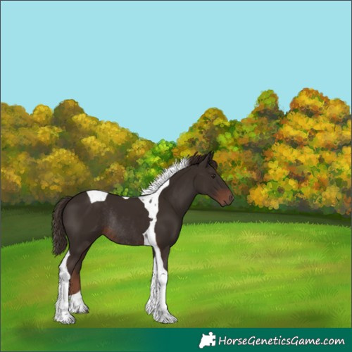 Horse Color:Liver Chestnut Tobiano Rabicano 