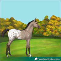 Horse Color:Liver Red Dun Appaloosa Rabicano 