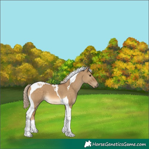 Horse Color:Chocolate Palomino Dun Tobiano 