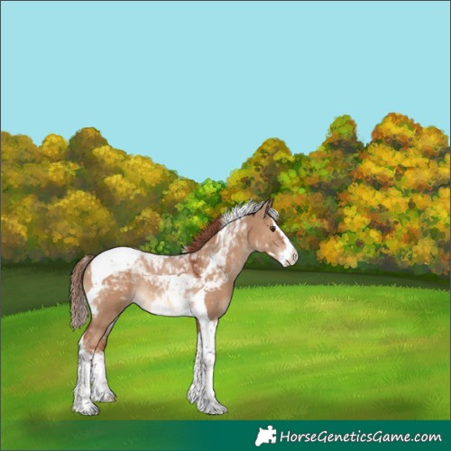 Horse Color:Red Dun Splash Tobiano Rabicano 