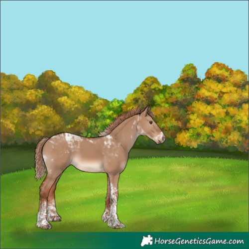 Horse Color:Red Dun Tobiano 