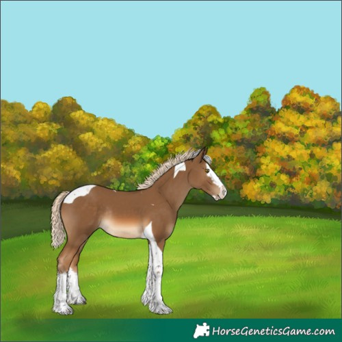 Horse Color:Chocolate Palomino Splash Tobiano Rabicano 