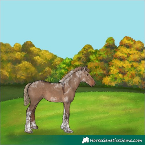 Horse Color:Liver Red Dun Tobiano Frame Rabicano 