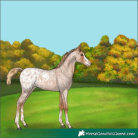 Horse Color:Red Roan Appaloosa  and Red Roan Appaloosa 