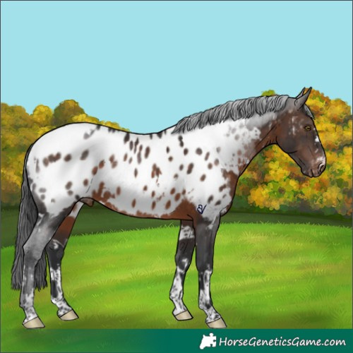 Horse Color:White Spotted Brown Appaloosa Rabicano 