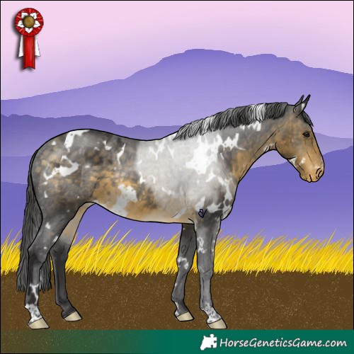 Horse Color:White Spotted Buckskin Appaloosa Rabicano 