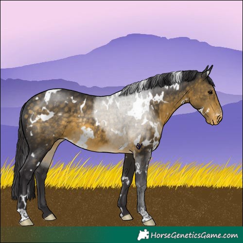 Horse Color:White Spotted Buckskin Appaloosa Rabicano 