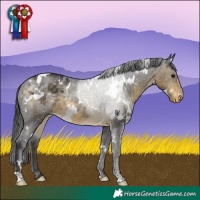 Horse Color:White Spotted Buckskin Appaloosa Rabicano 