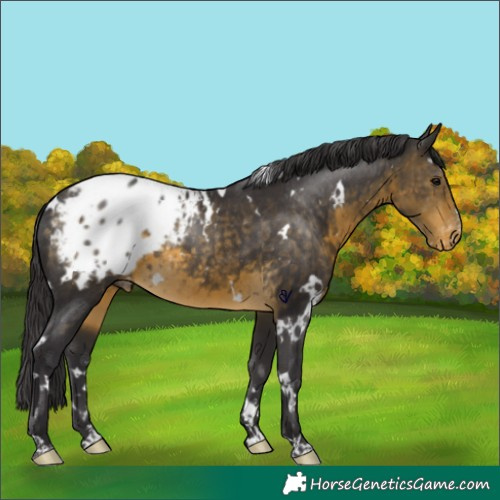 Horse Color:White Spotted Buckskin Appaloosa Rabicano 