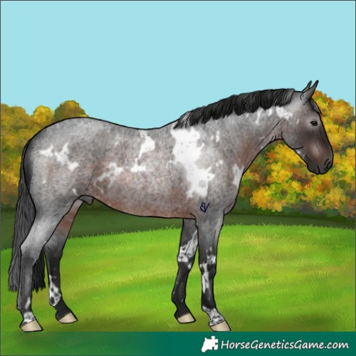 Horse Color:Gray White Spotted Brown Roan Rabicano 