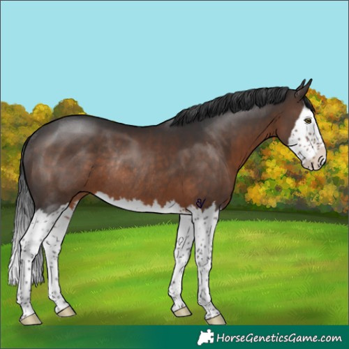 Horse Color:Brown Splash Rabicano 