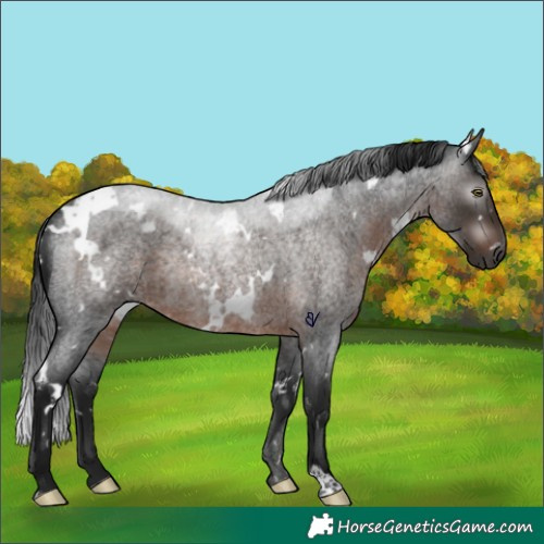 Horse Color:Gray White Spotted Brown Roan Rabicano 