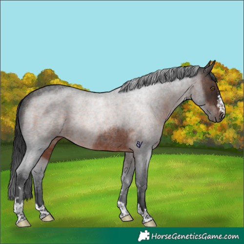 Horse Color:Brown Roan Rabicano 