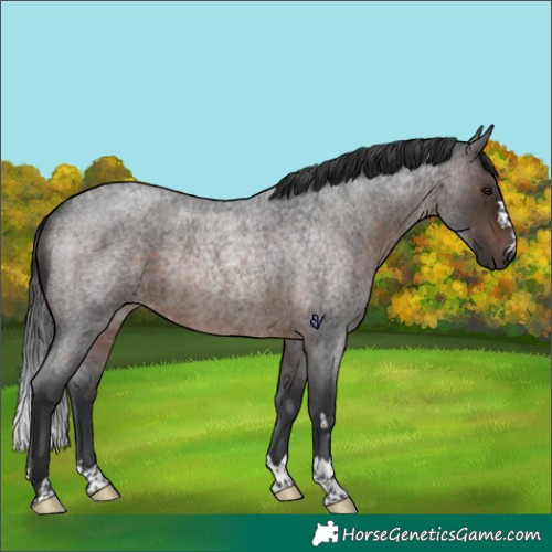 Horse Color:Brown Roan Rabicano 