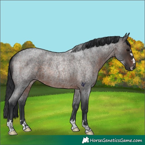 Horse Color:Brown Roan Rabicano 