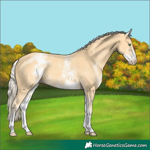 Horse Color:White Spotted Gold Cream Champagne 