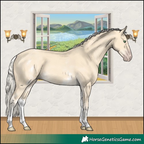 Horse Color:White Spotted Gold Cream Champagne 