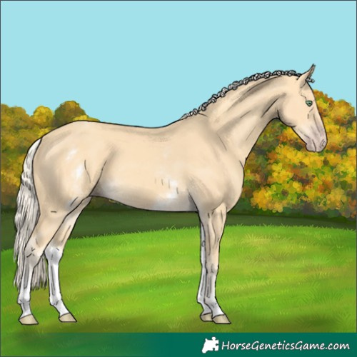 Horse Color:White Spotted Gold Cream Champagne 