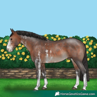 Horse Color:Brown Sabino Rabicano