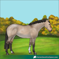 Horse Color:Brown Dun Sabino Rabicano 