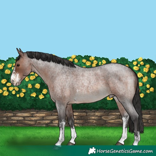 Horse Color:Brown Roan Sabino Rabicano