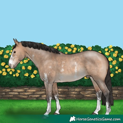 Horse Color:Brown Dun Sabino Rabicano