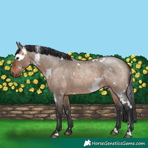 Horse Color:White Spotted Brown Roan Dun 