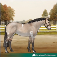 Horse Color:White Spotted Bay Dun Rabicano 