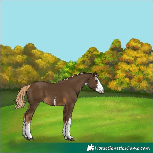Horse Color:White Spotted Chocolate Palomino