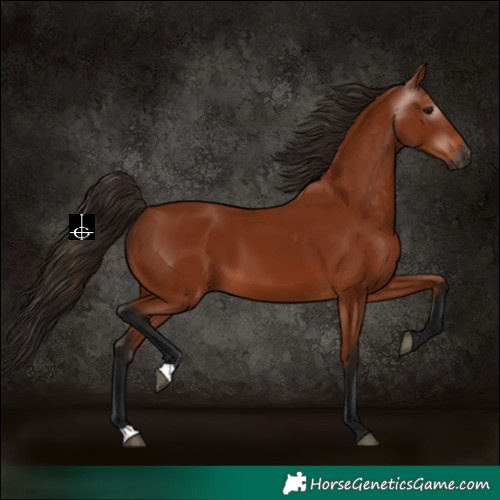 Horse Color:Gray Bay 