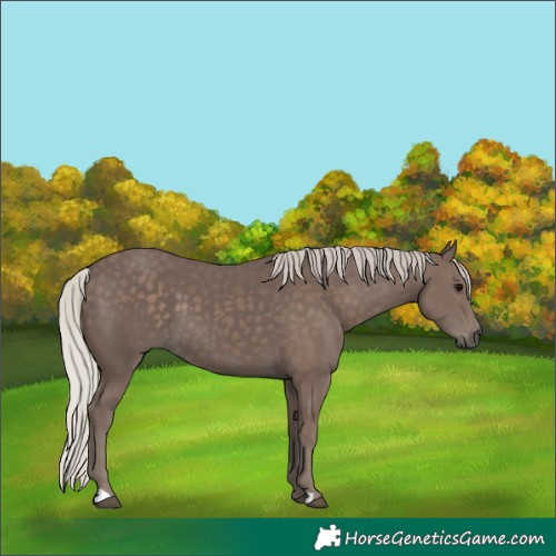 Horse Color:Silver Black
