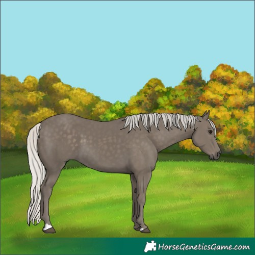 Horse Color:Silver Smoky Black