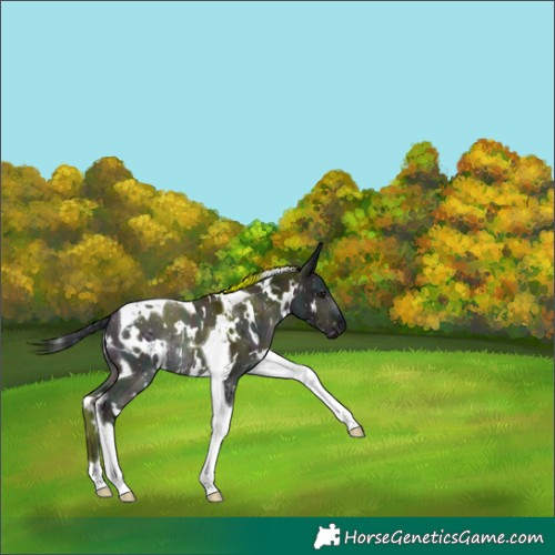 Horse Color:Platinum White Spotted Midnight Brown Dun Tobiano