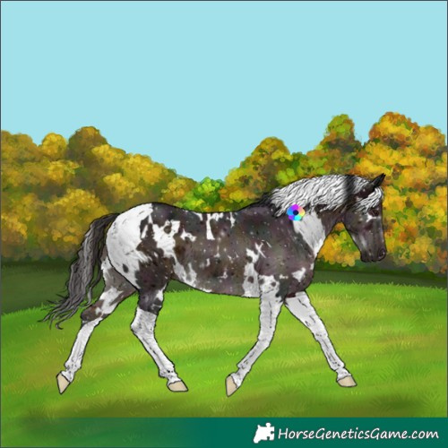 Horse Color:White Spotted Midnight Brown Tobiano 