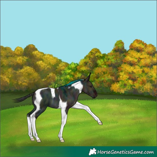 Horse Color:Midnight Brown Dun Tobiano 