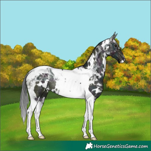 Horse Color:Platinum White Spotted Midnight Brown Dun Tobiano 