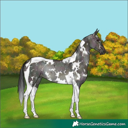Horse Color:White Spotted Midnight Brown Dun Tobiano 