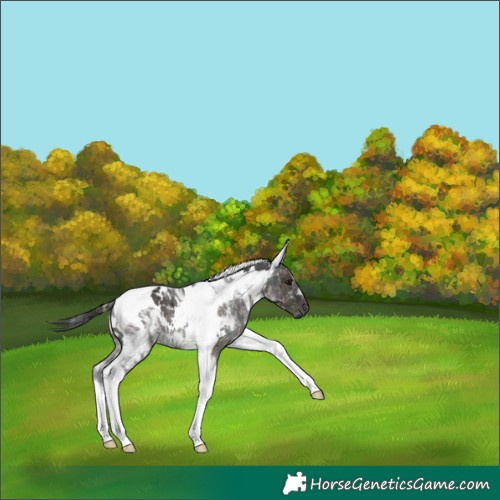 Horse Color:White Spotted Midnight Brown Dun Tobiano 