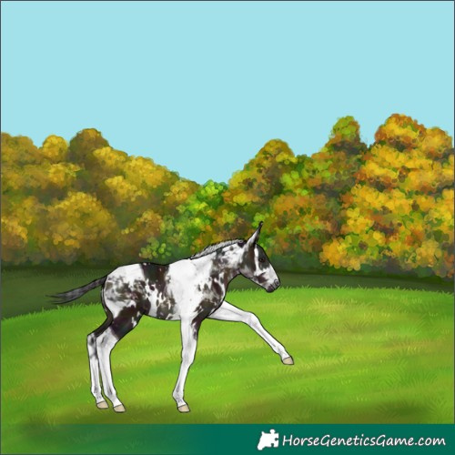 Horse Color:White Spotted Midnight Brown Dun Tobiano 