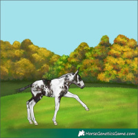 Horse Color:White Spotted Midnight Brown Dun Tobiano 