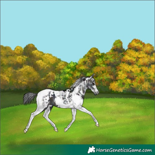 Horse Color:Platinum White Spotted Midnight Brown Dun Tobiano